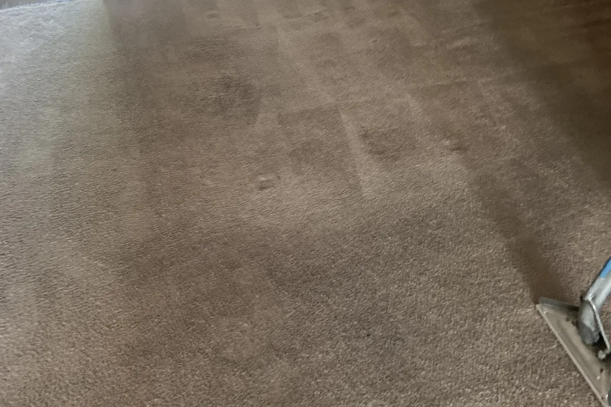Clean carpet after professional cleaning in Addison