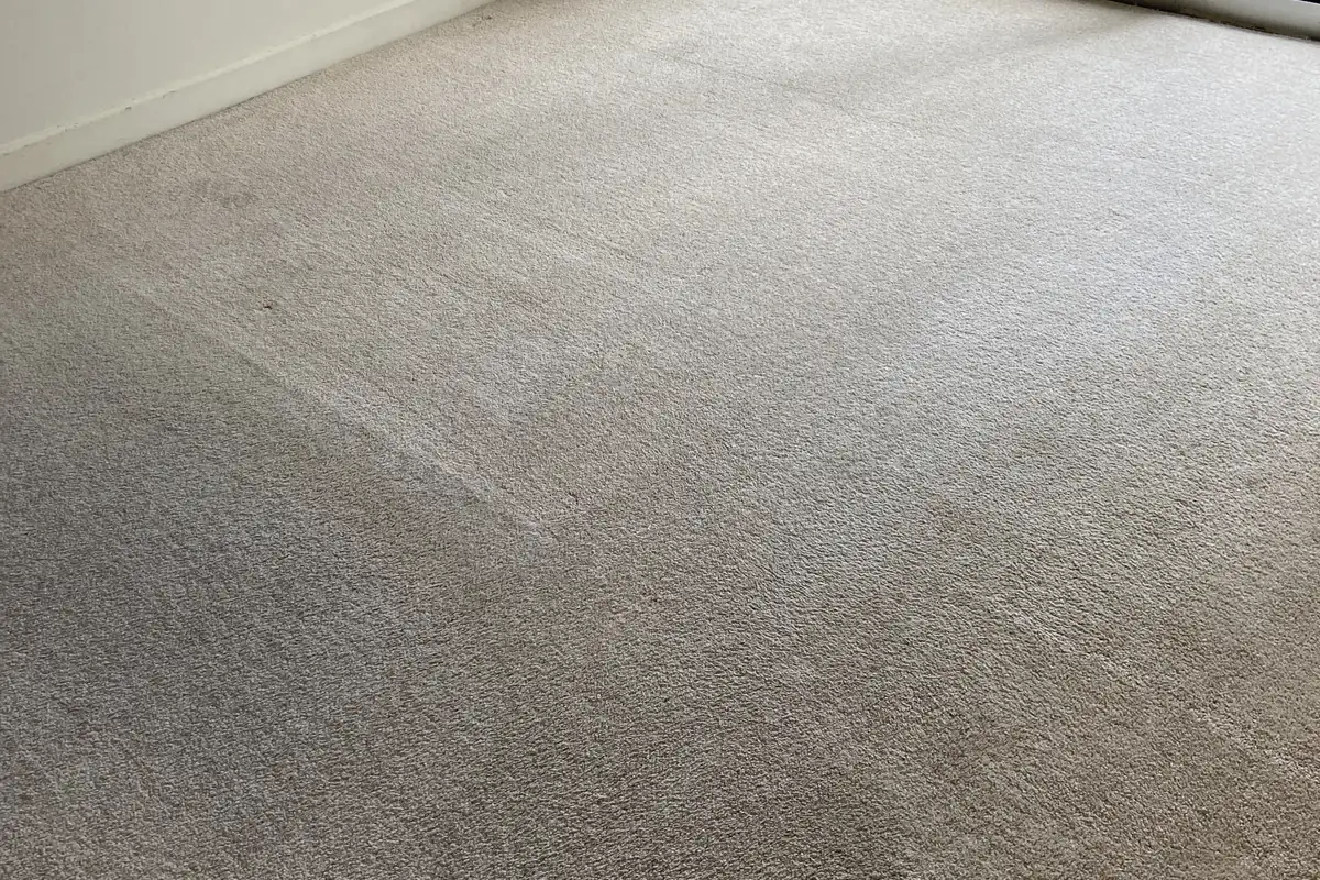 Clean carpet after professional cleaning in North Park