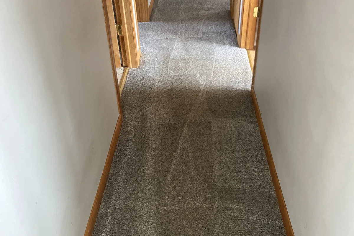 Clean carpet after professional cleaning in Oak Brook