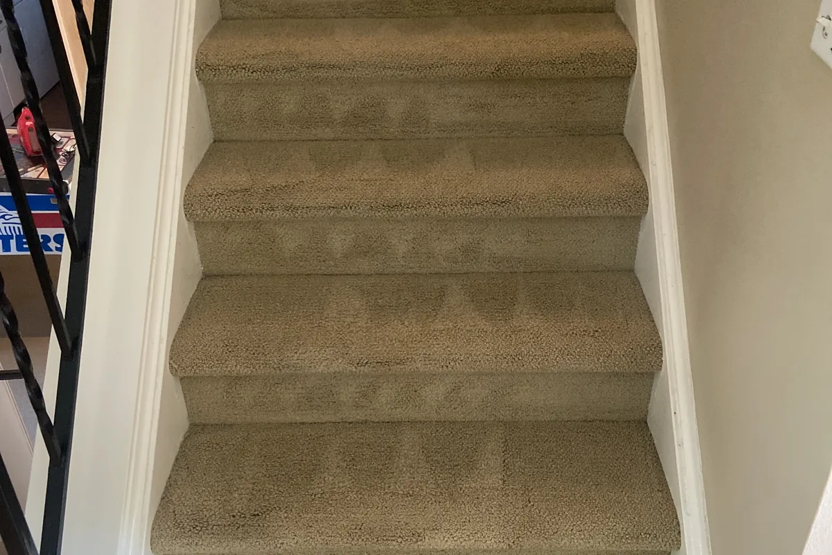 Clean carpet after professional cleaning in Uptown