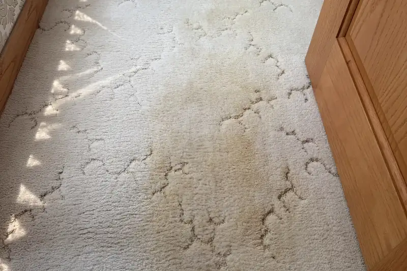 Before: carpet with traffic-lane soiling and spots