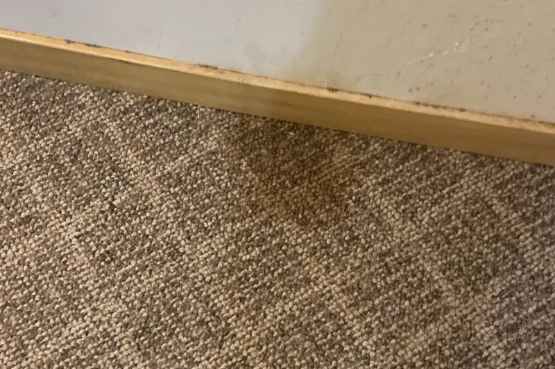 Before: carpet with traffic-lane soiling and spots