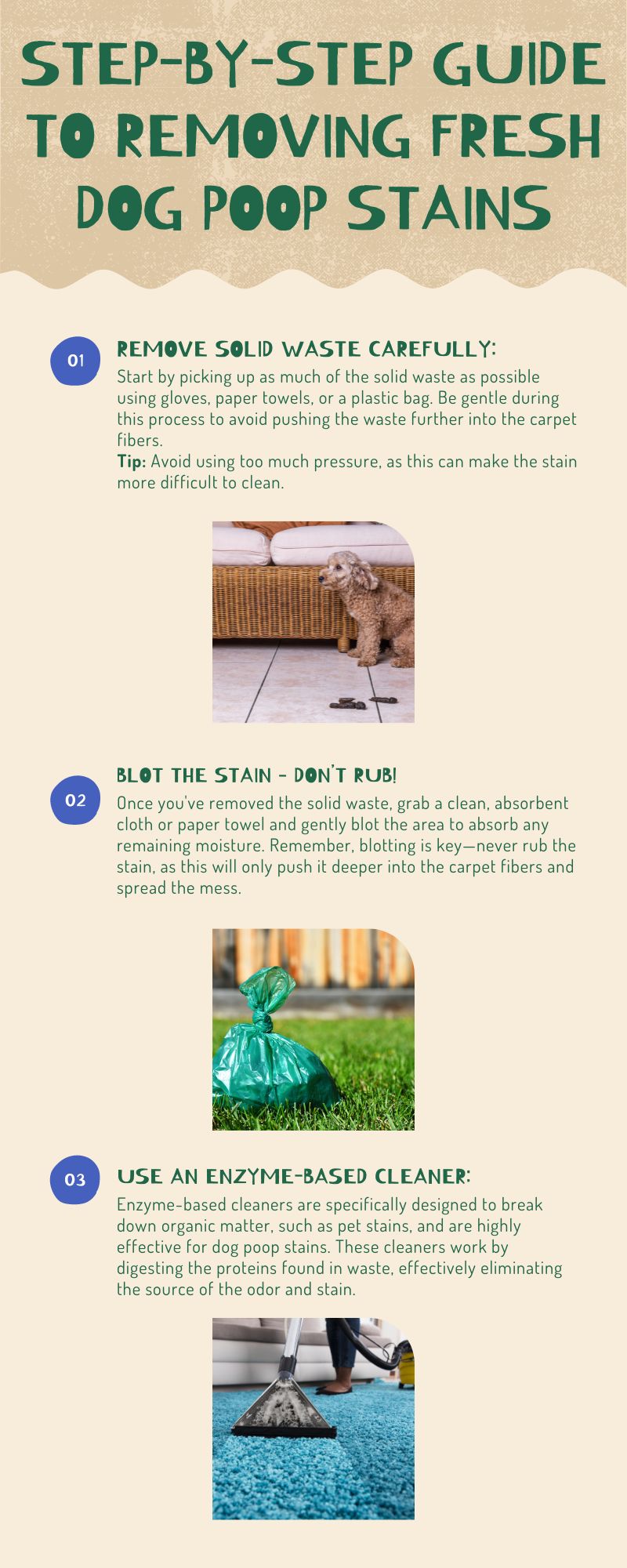 Step-By-Step Guide To Removing Fresh Dog Poop Stains