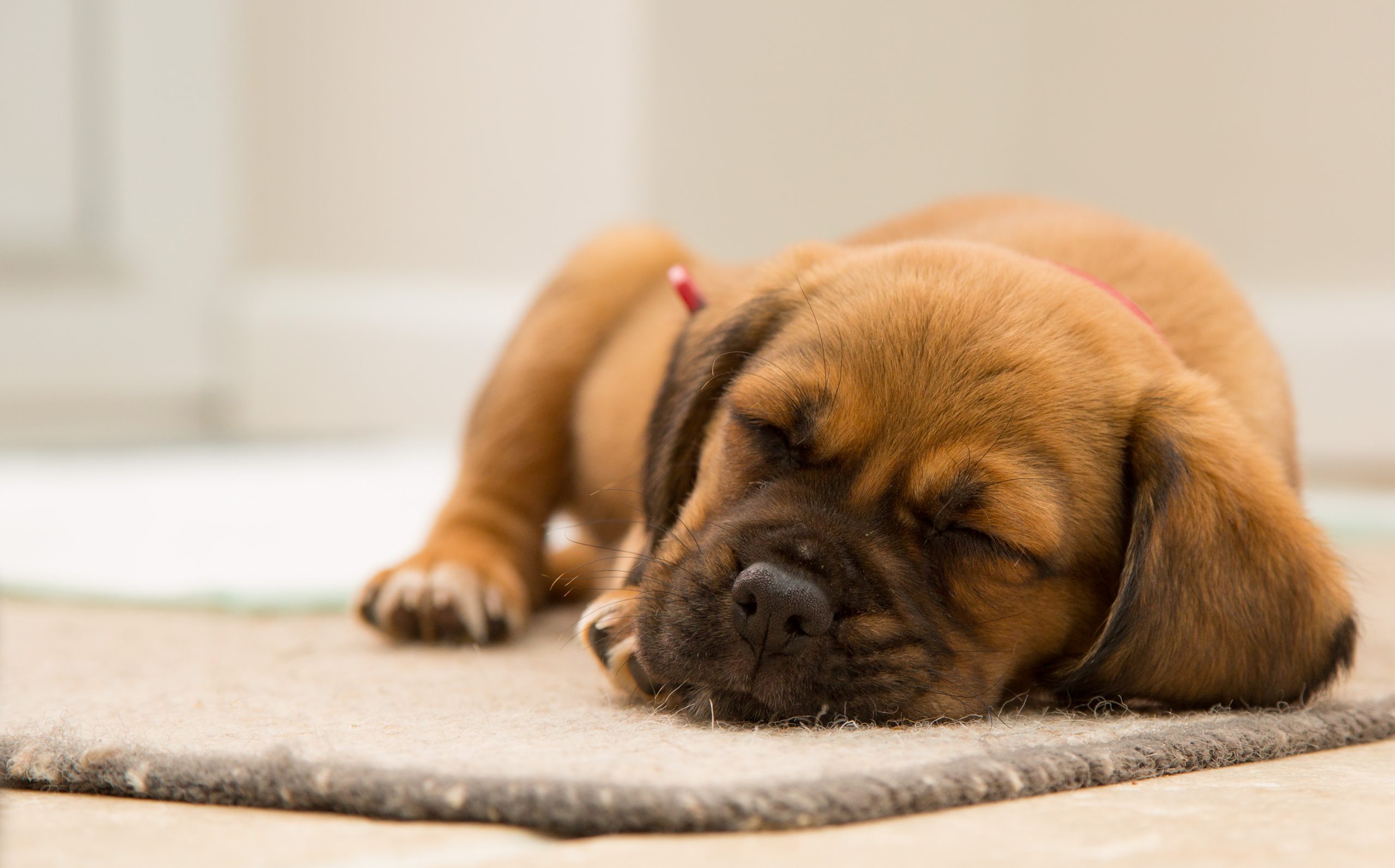 picture of a dog sleeping on the carpet