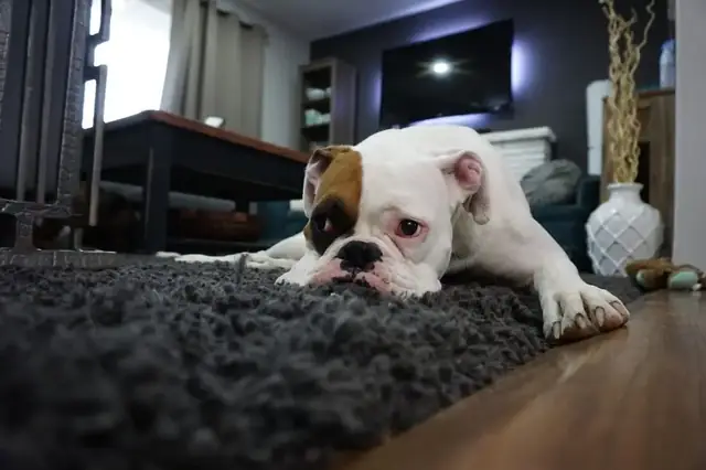 Pet-friendly carpet cleaning