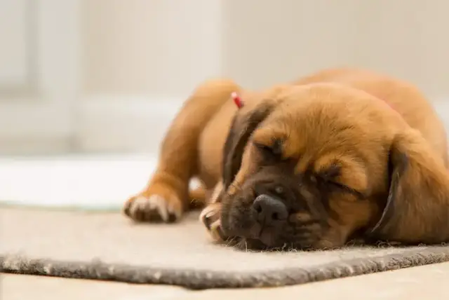 Pet stain and odor removal