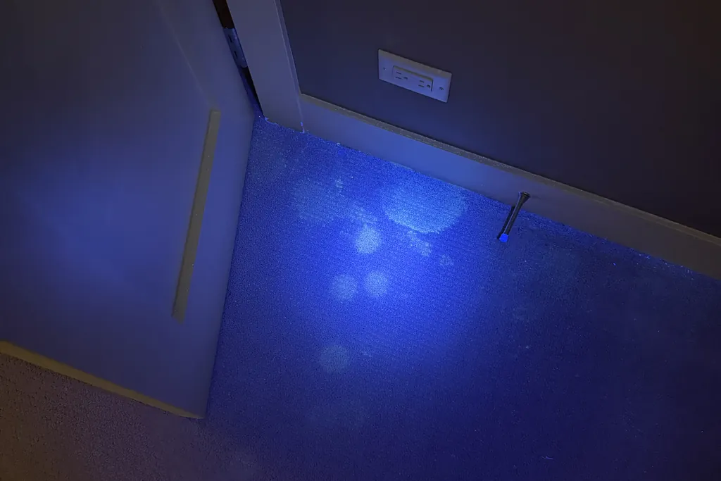 UV flashlight revealing glowing pet urine spots on carpet beside a bedroom doorway and baseboard