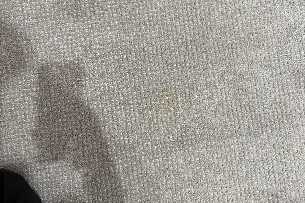 Faint yellow pet urine stain on light gray textured carpet before professional cleaning